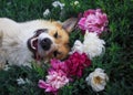 Puppy dog Ã¢â¬â¹Ã¢â¬â¹corgi lies on a natural green meadow surrounded by lush grass and flowers of pink fragrant peonies happily uly Royalty Free Stock Photo